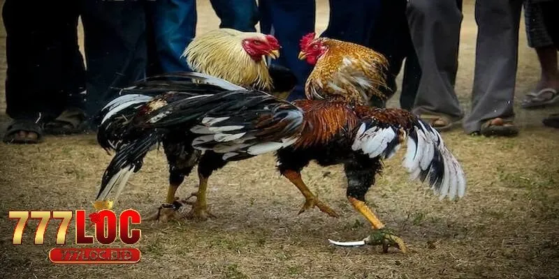 Một số loại đá gà cựa dao